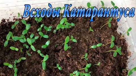 Катарантус посев семян на рассаду