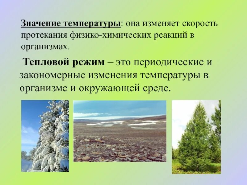 Сообщение значение температуры. Значение температуры. важность температуры. тепловой режим экология. температура и ее изменение.