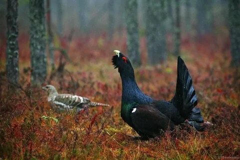 Осень бедствие боровой птице особенно глухарю