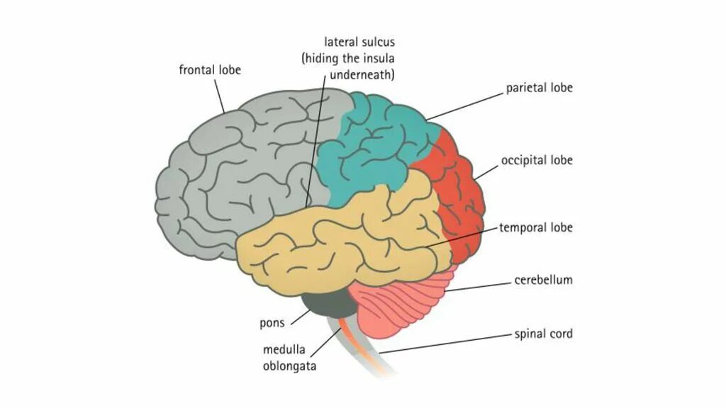 Main Parts of the Brain. Frontal Lobe function. Свод мозга. Insula Lobe of the.