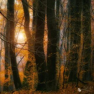 wood, autumn, trees, light, shadow, fall, nature, colors, leaves, forest, c...