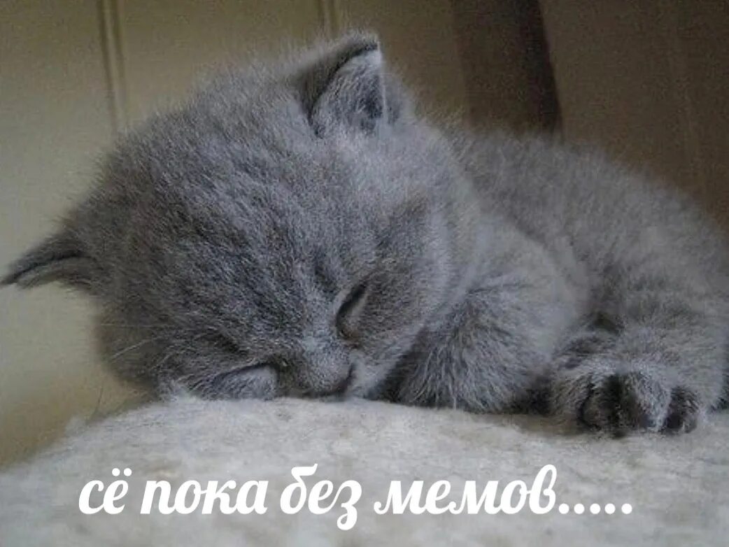 Спящий серый кот. Котята британцы 1 месяц. серый котёнок. британские котята серые.