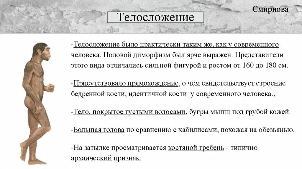 Внешнее строение человека прямоходящего. Человек прямоходящий особенности строения. Особенности строения тела человека прямоходящего. Вид человек прямоходящий