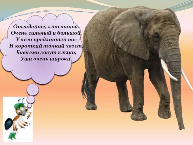 Слон окружающий мир. Слон 1 класс окружающий мир. Слоны окружающий мир 1 класс. Слон для презентации. Где обитает слон материк