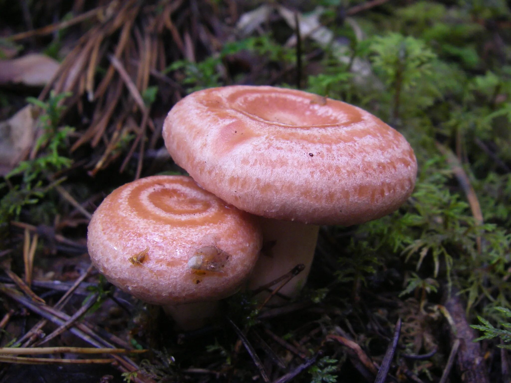 Простой рыжик. Lactarius torminosus – волнушка. Гриб волнушка розовая. Гриб розовый млечник. Волнушка розовая съедобные грибы.