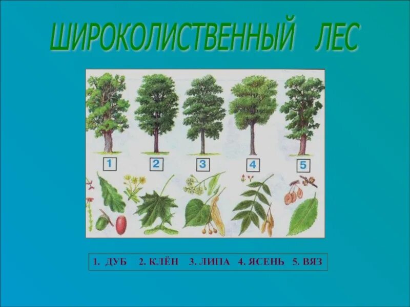 Ясень и вяз