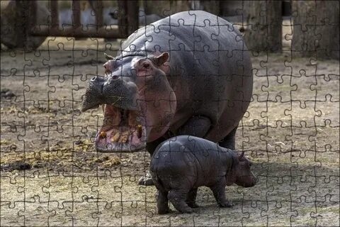 Животные похожие на бегемота