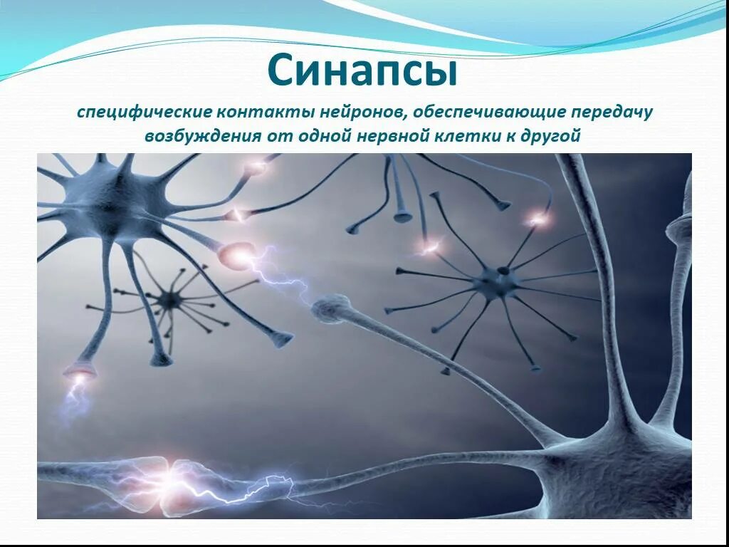 Включает несколько слоев нейронов. Нервная система Нейрон. Нервная ткань ткань синапс. Строение нейрона и синапса. Синапс нервной клетки.