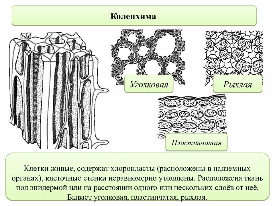 Какую ткань составляют клетки. Колленхима уголковая пластинчатая рыхлая. ткани клетки растений. рисунок основной ткани растений. проводящая и механическая ткань листа.