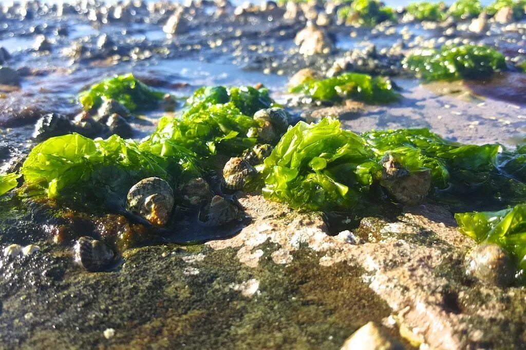 Водоросли природные. Ульва водоросль. Ульва и ламинария. Фукус Ульва. Водоросли Ulva Lactuca.