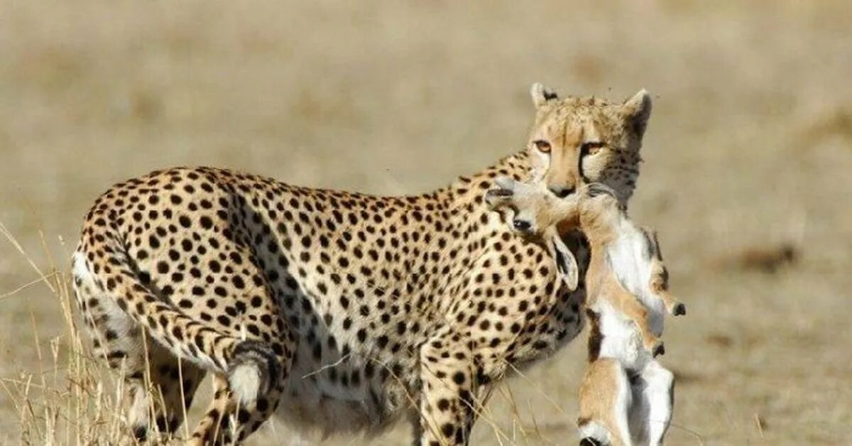 Поедание хищников. Гепард хищник. Леопард охотится на антилопу. Гепард на охоте. Леопард с добычей.