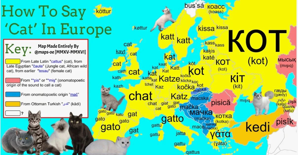 Где кошки зовут
