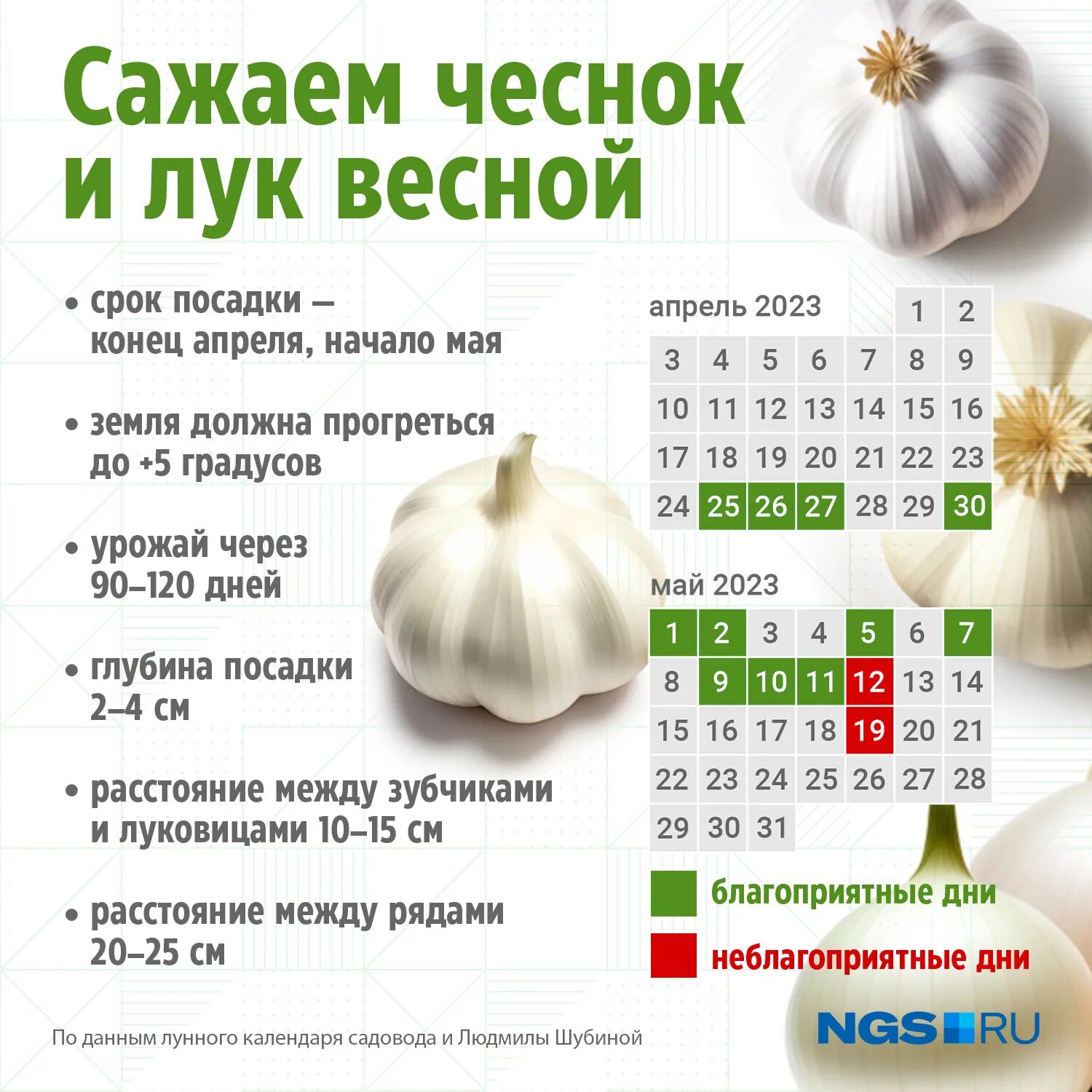 Лунный календарь посадки чеснока весной. Схема подкормки чеснока. схема подкормки озимого чеснока. схема удобрения чеснока.