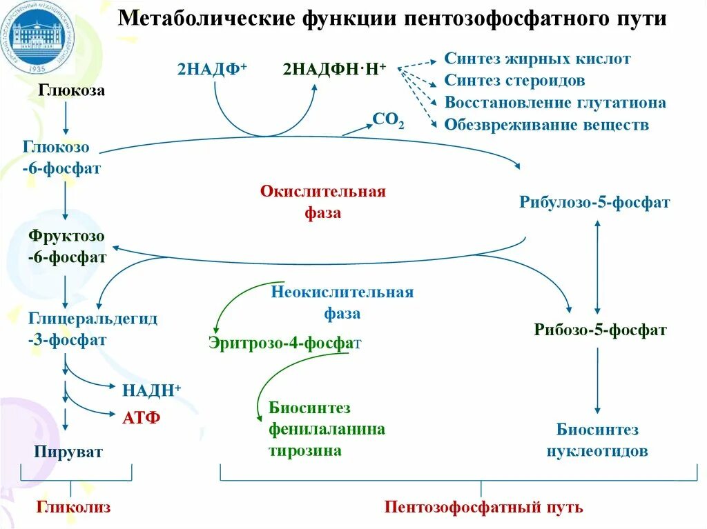 Последовательность этапов окисления глюкозы. Пентозофосфатный путь окисления Глюкозы. Пентозофосфатный путь метаболизма Глюкозы. Регуляторный фермент пентозофосфатного пути окисления Глюкозы. Катаболизм Глюкозы. Гликолиз..