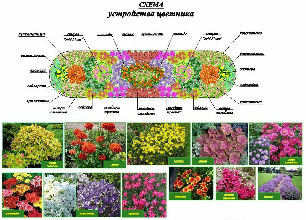 Клумба из многолетников непрерывного цветения схема. Схемы рабаток из многолетников и однолетников. миксбордер из многолетников и однолетников схема. клумба из однолетников непрерывного цветения схема. цветник многолетников непрерывного цветения.