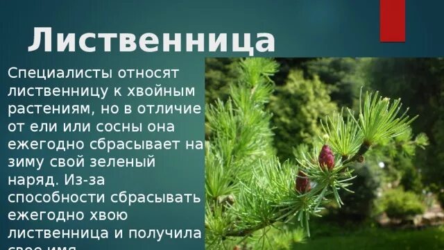 Какие растения являются хвойными