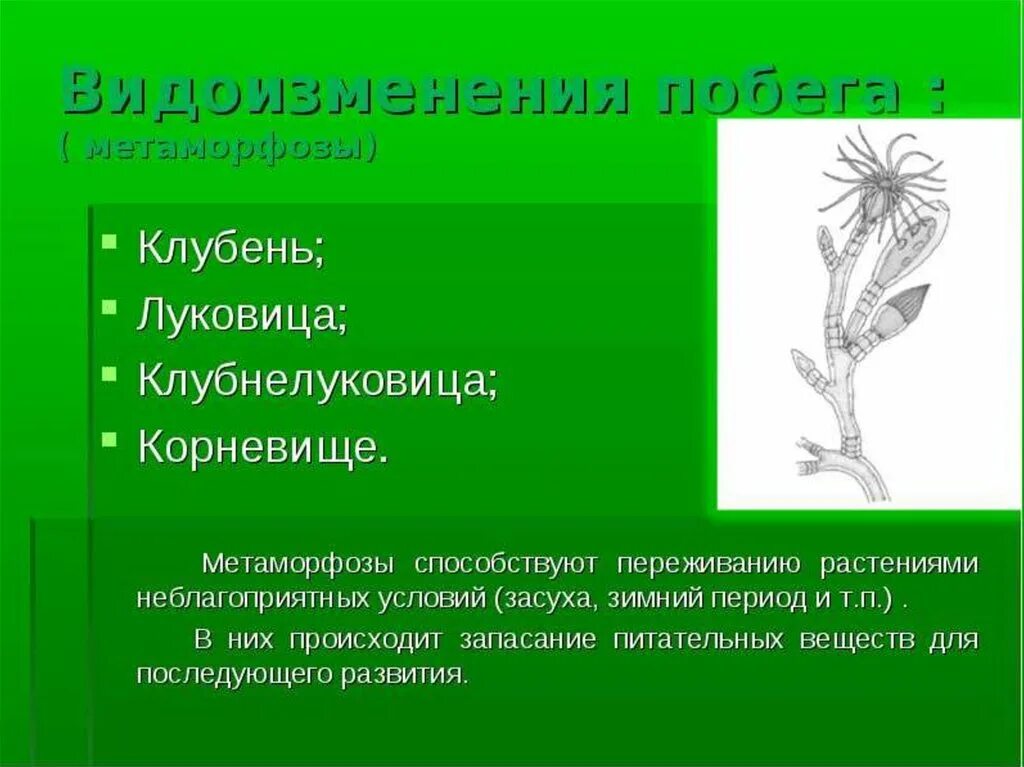 Тест биология видоизменение побегов. Метаморфозы стеблей и побегов. Видоизменения побегов. Видоизменения органов растений. Видоизменения стебля.