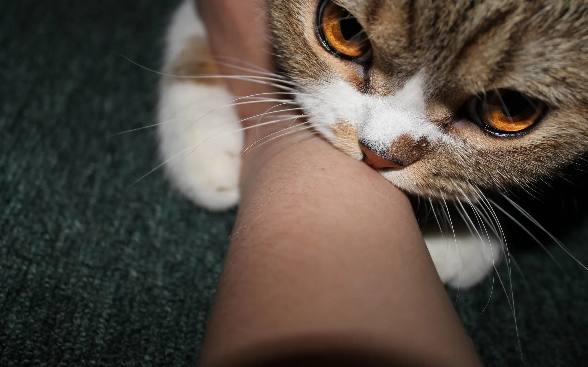 Cat bite