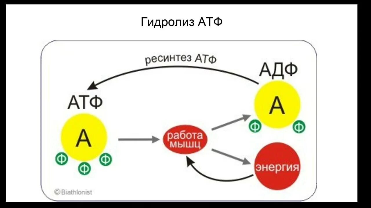 Схема ресинтеза АТФ. Биоэнергетика ресинтез АТФ. Аэробный путь ресинтеза АТФ схема. Биохимия мышечного сокращения пути ресинтеза АТФ.