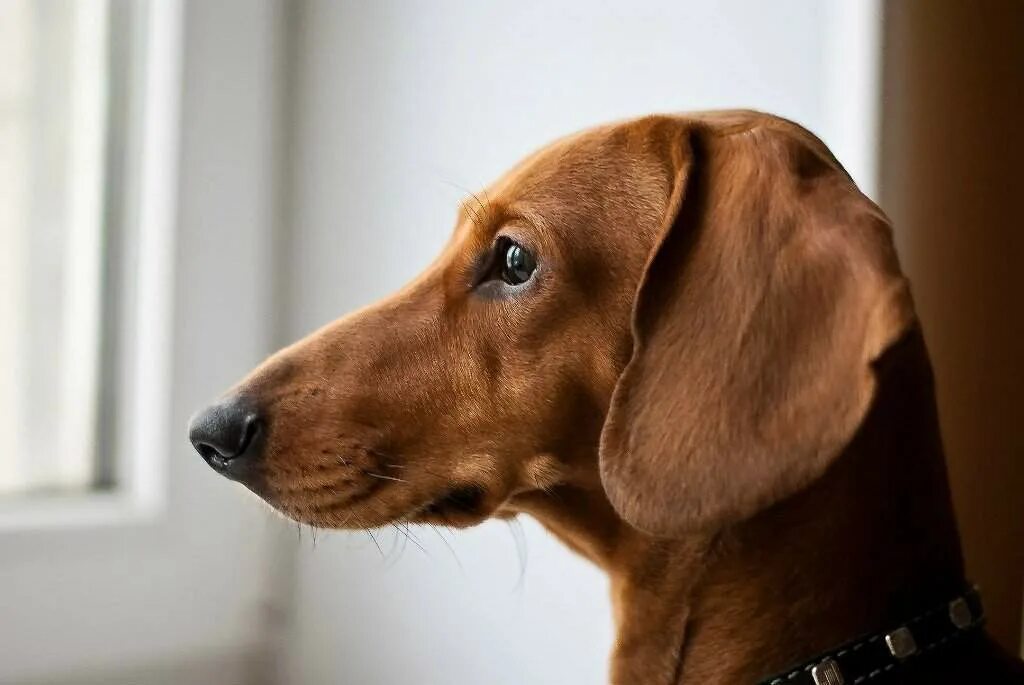 сон такса рыжая.