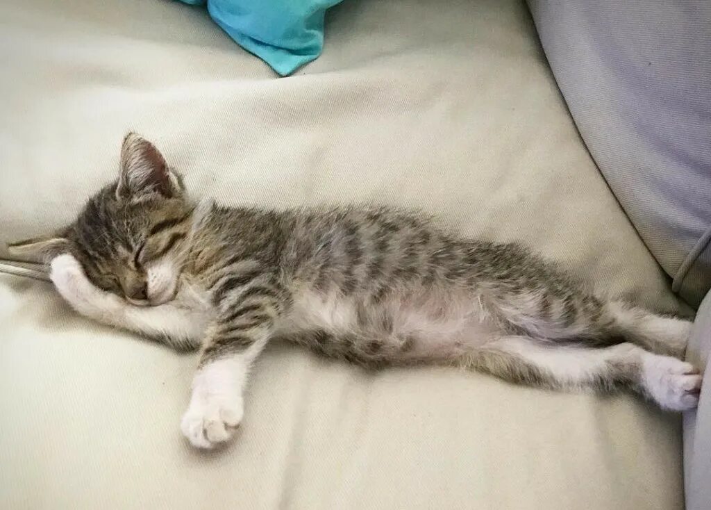Кошка ложится на живот женщине. Спящий кот. кошка лежит. кошка спит на спине. лежачая кошка.