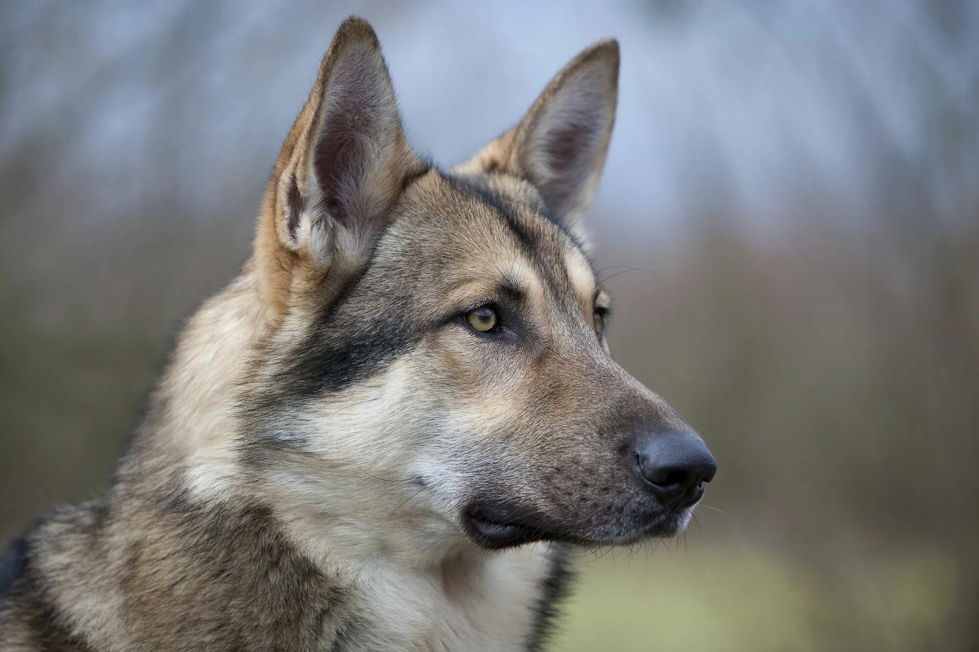 Тайцы волк. Чехословацкий влчак. Сербский Волчак порода. Влчак порода собак. Волчья собака Саарлоса.