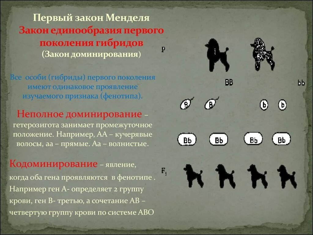 Гибриды второго поколения имеют. Закон неполного доминирования Менделя. Задачи на первый закон Менделя. Законы Менделя генетика задачи. Задачи первого закона Менделя.