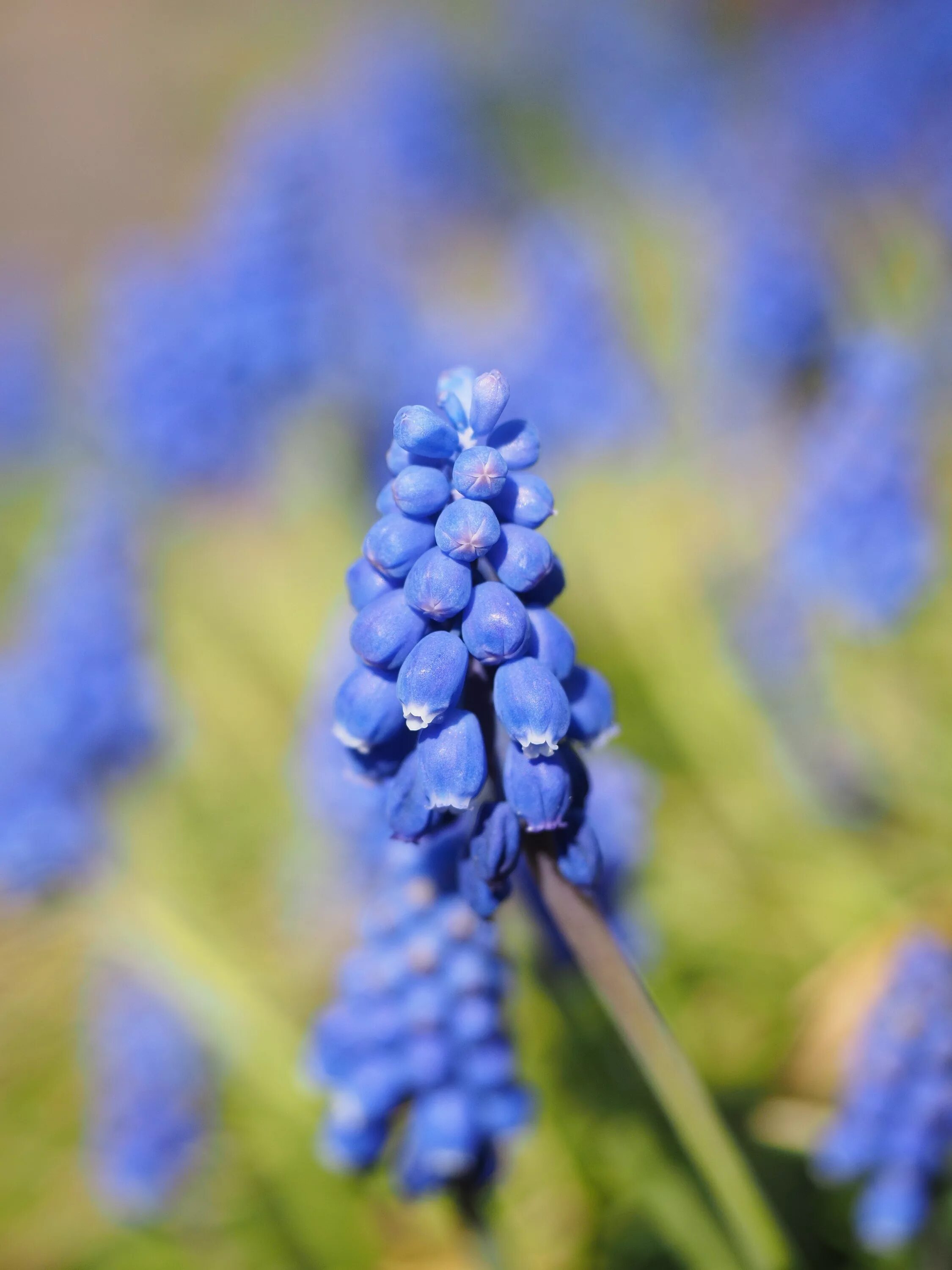 Весенние синие цветочки. Гиацинт мускари. Мышиный гиацинт мускари синий. Виноградный гиацинт мускари. Мускари latifolium.
