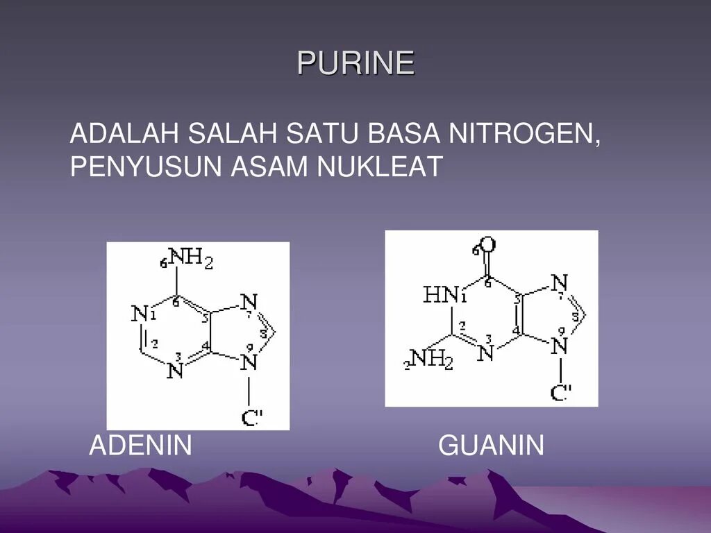 Нуклеотиды белка. Нуклеотид. Нуклеотиды в животной клетке. Аденин и кофеин. Нуклеотид есть у растительной клетки.