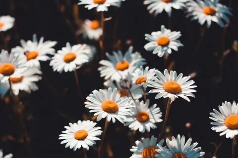 White Daisies in Bloom During Daytime Wallpaper.