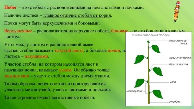 Значение роста в жизни растений 5. Строение побега 6 класс биология. Внешнее строение побега растений. Почки растений строение и функции. Строение почки и побега.