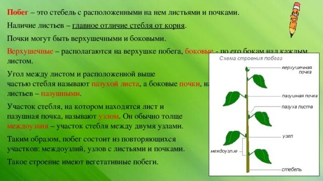 Нарастание листа. Внешнее строение побега растений. Строение побега 6 класс. Почка строение и функции растения. Строение почки и побега.