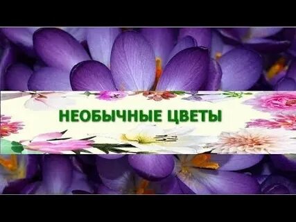 Не смотря на цветы