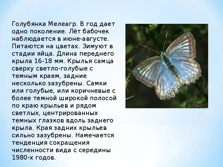 Бабочка голубянка описание. Бабочка голубянка описание