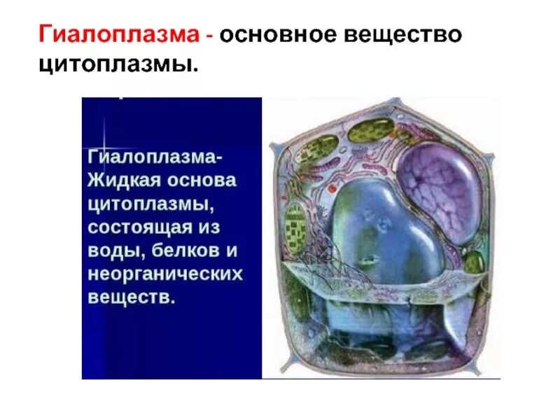 Ядром и цитоплазмой образован