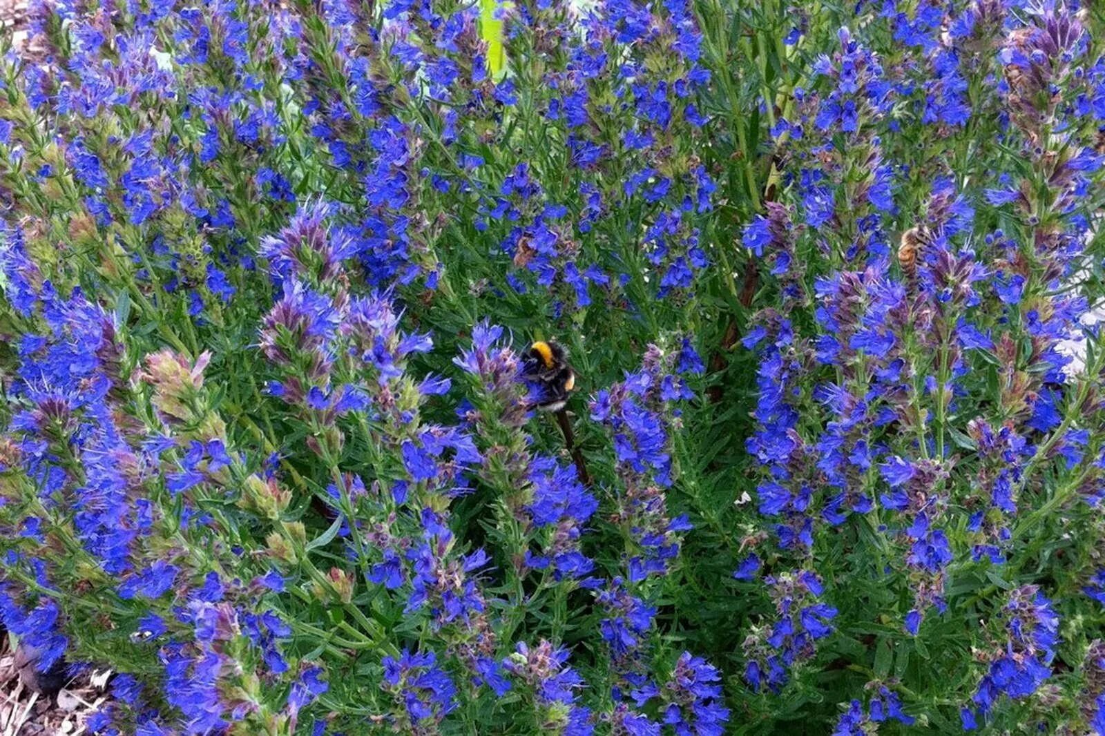 Иссоп трава. Иссоп лекарственный (Hyssopus officinalis). Иссоп лекарь. Голубой зверобой иссоп. Иссоп лекарственный применение и противопоказания