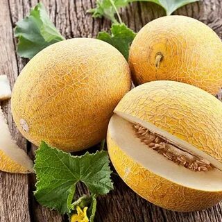 Дыня семеновская