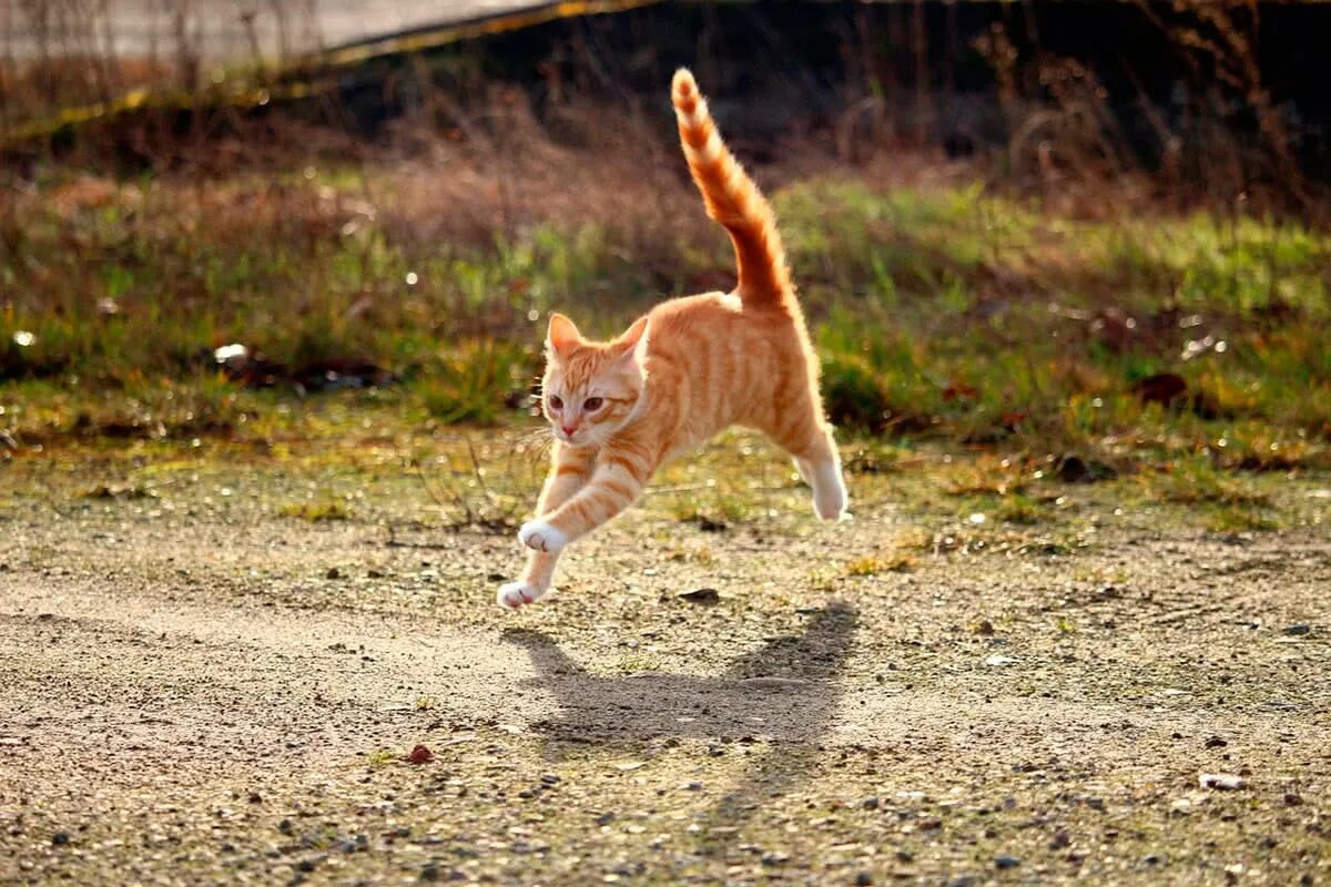 Кот бежит. Кошка в движении. Кошка бегает. Рыжая кошка.