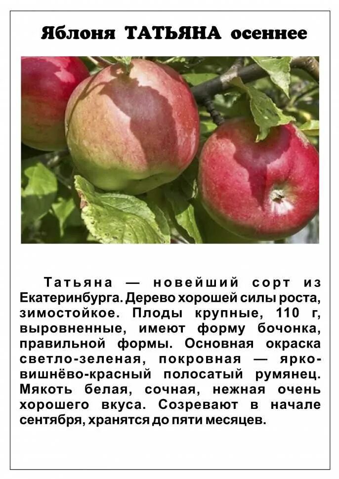 Название яблонь с фото и описанием. Описание сортов яблок.