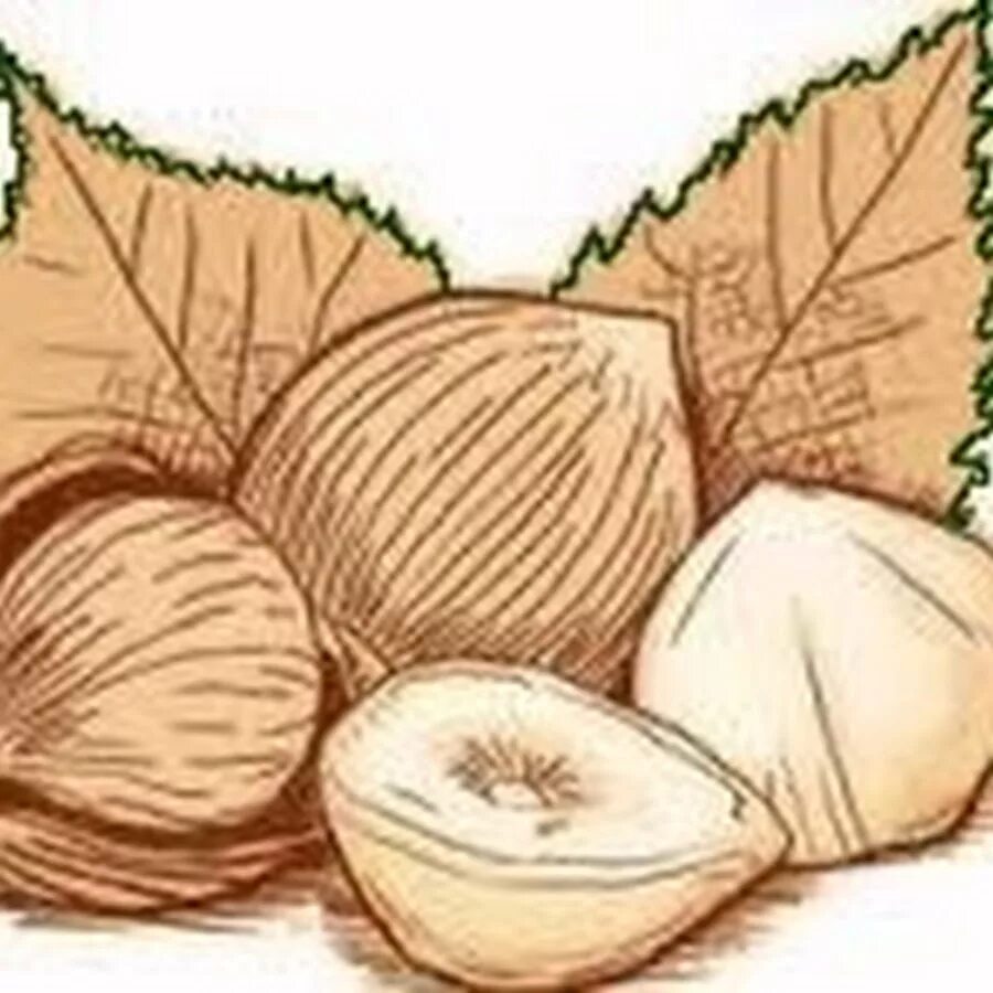 Ореховая ветка толстой. Фундук рисованный. Нарисовать Лесной орех. Ореховая веточка. Ореховая ветка иллюстрации.