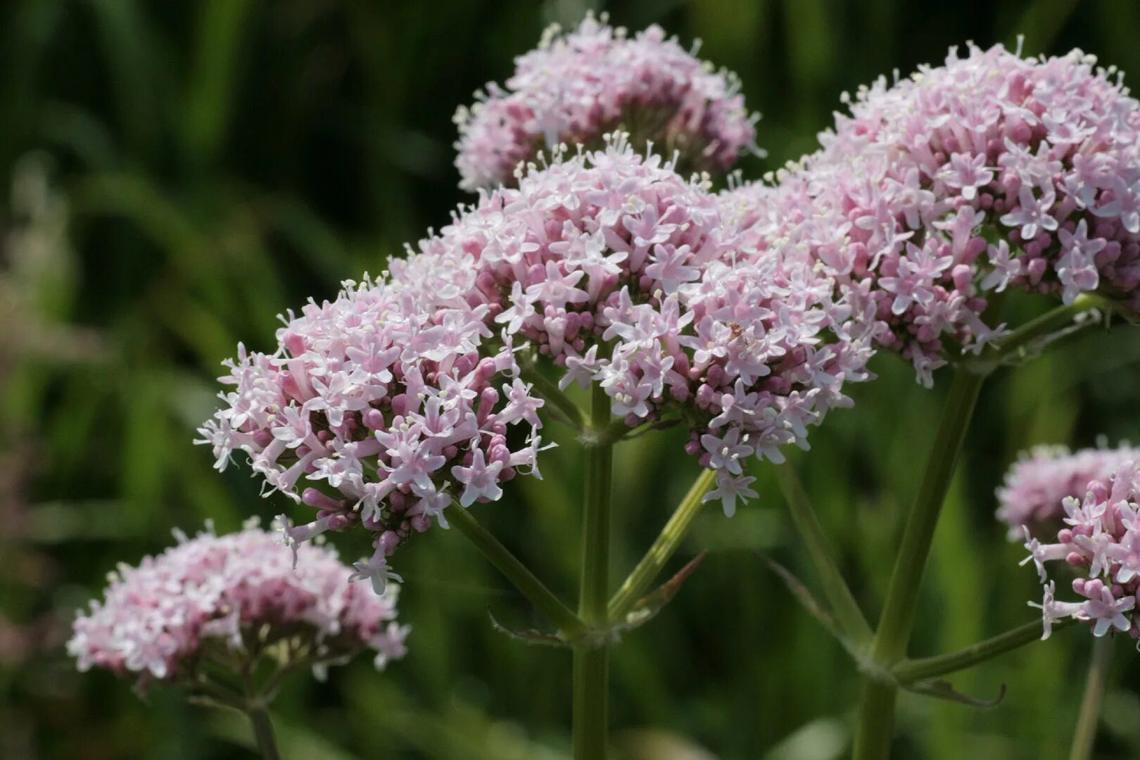 Валерьянка трава. Валериана. (Valeriana officinalis). Валериана двудомная. Валериана лекарственная / Valeriána officinális. Валериана бузинолистная.