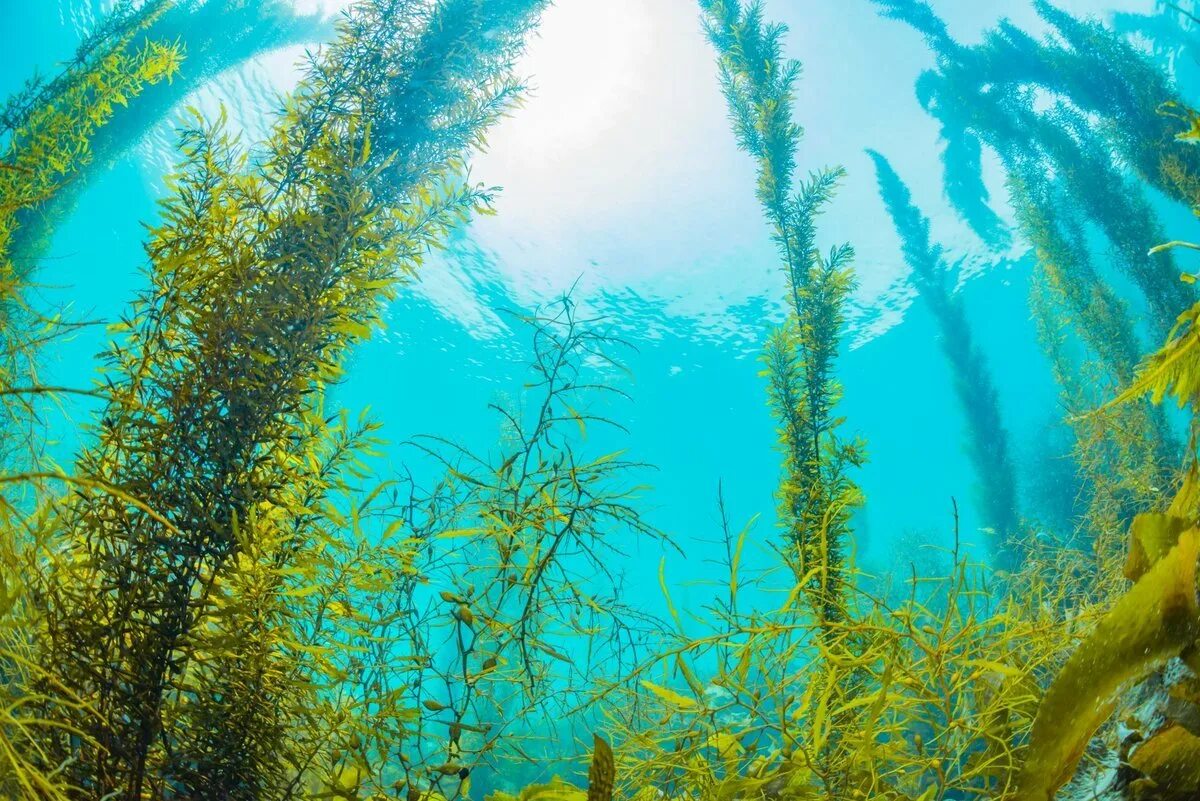 Бурые водоросли нуждаются в солнечном свете. Морские водоросли келп. Chlorophyta водоросли. Морские синезеленые водоросли. Ламинария Японика.