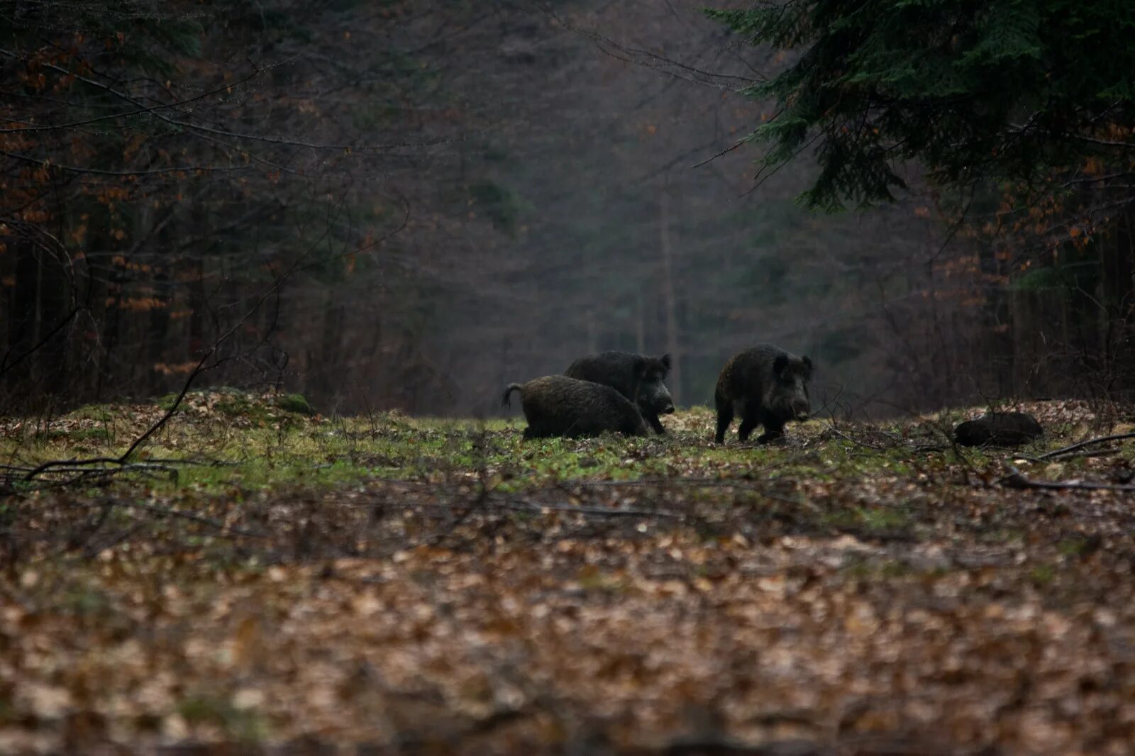 Белый дикий кабан. Встреча с кабанами в лесу. Встреча с кабаном в лесу. Охотник убегает от кабана. Встреча с диким кабаном в лесу.