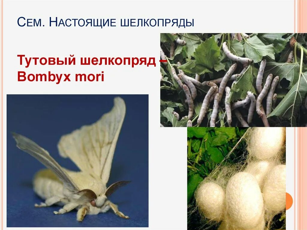 Определите тип развития животных тутовый шелкопряд. Полиплоидия тутового шелкопряда. мутагенез тутового шелкопряда. астауров тутовый шелкопряд полиплоидия. полиплоидные гибриды тутового шелкопряда.