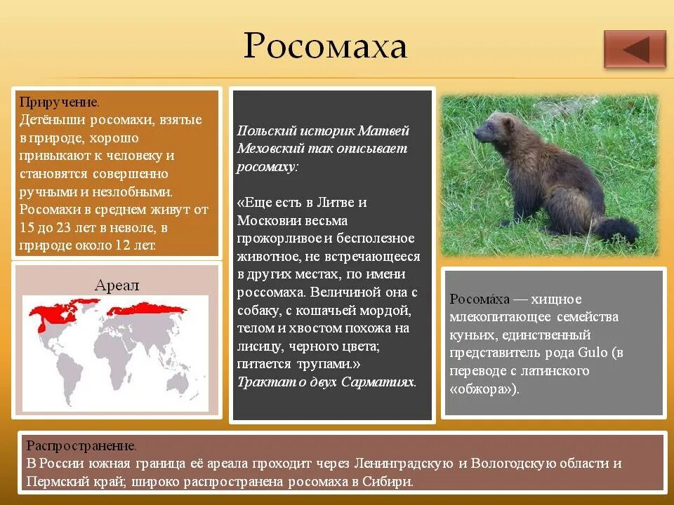 Россоиаха ареалы обитаниия. Росомаха ареал. Росомаха ареал обитания. Росомаха место обитания.