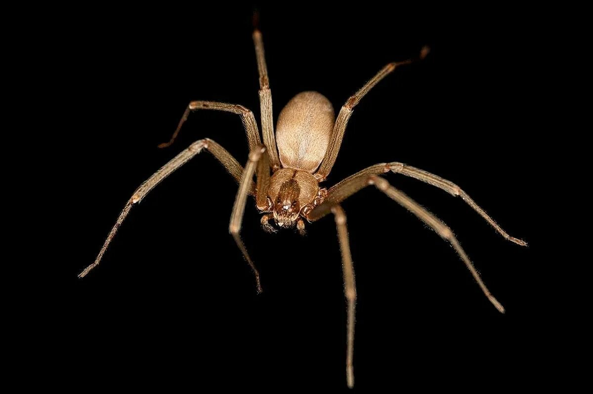 Spider bit. Паук loxosceles reclusa. brown recluse spider паук. коричневый паук отшельник. чилийский паук-отшельник.