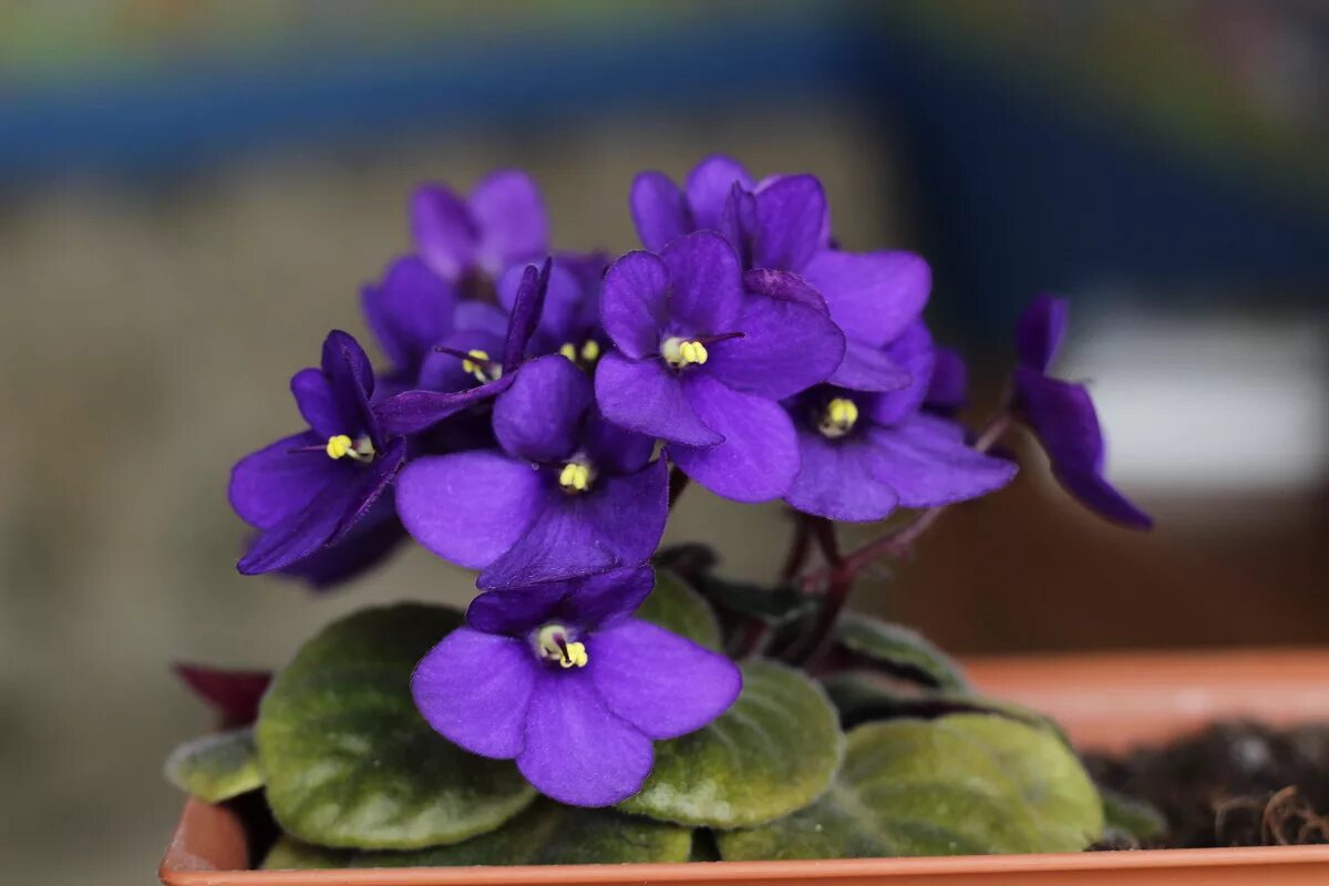 Фиалки и свет. Голубая узамбарская фиалка. Сенполия узамбарская фиалка. Узамбарская фиалка синяя. Фиалка рс отелло.