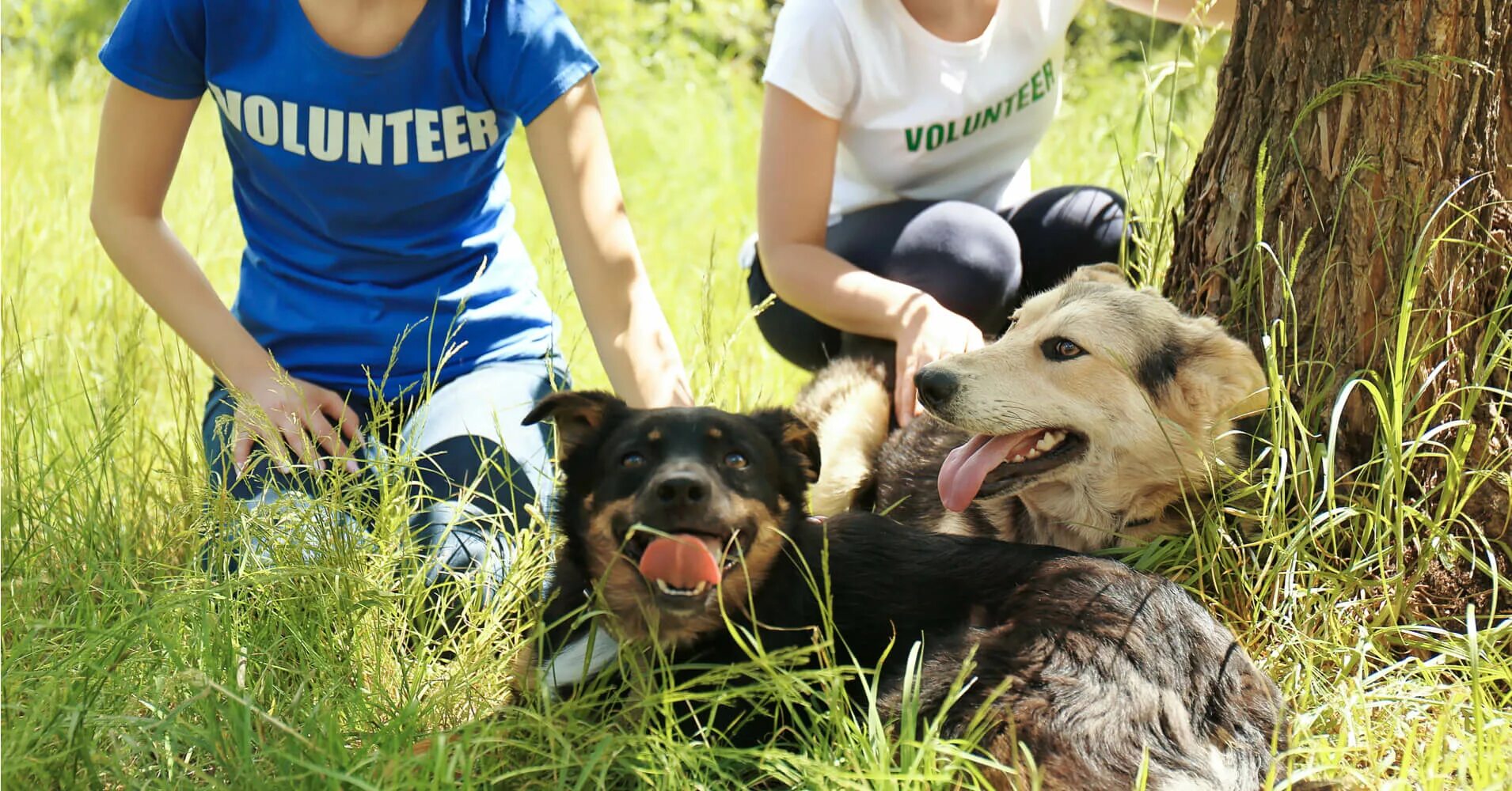 Бездомная собака на траве. Shelter приют. Volunteer animals. Animal shelter volunteer