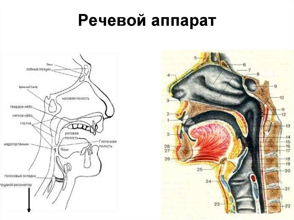 Артикуляционный отдел периферического речевого аппарата. Строение артикуляционного отдела речевого аппарата. Строение голосового аппарата сбоку. Строение голосо-речевого аппарата.