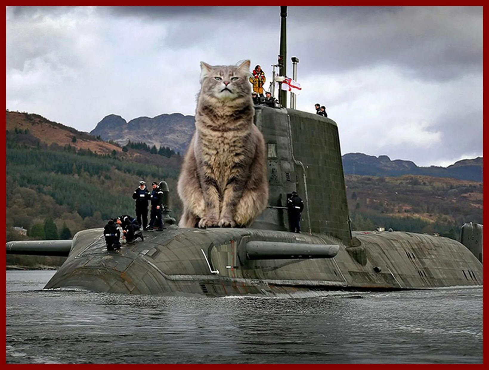 Army cat